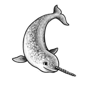 Seinätarra, Nell the narwhale
