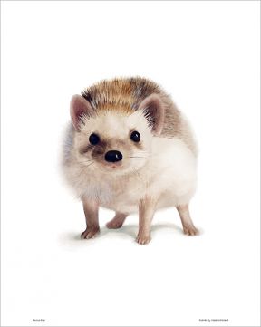 Poster, Hedgehog